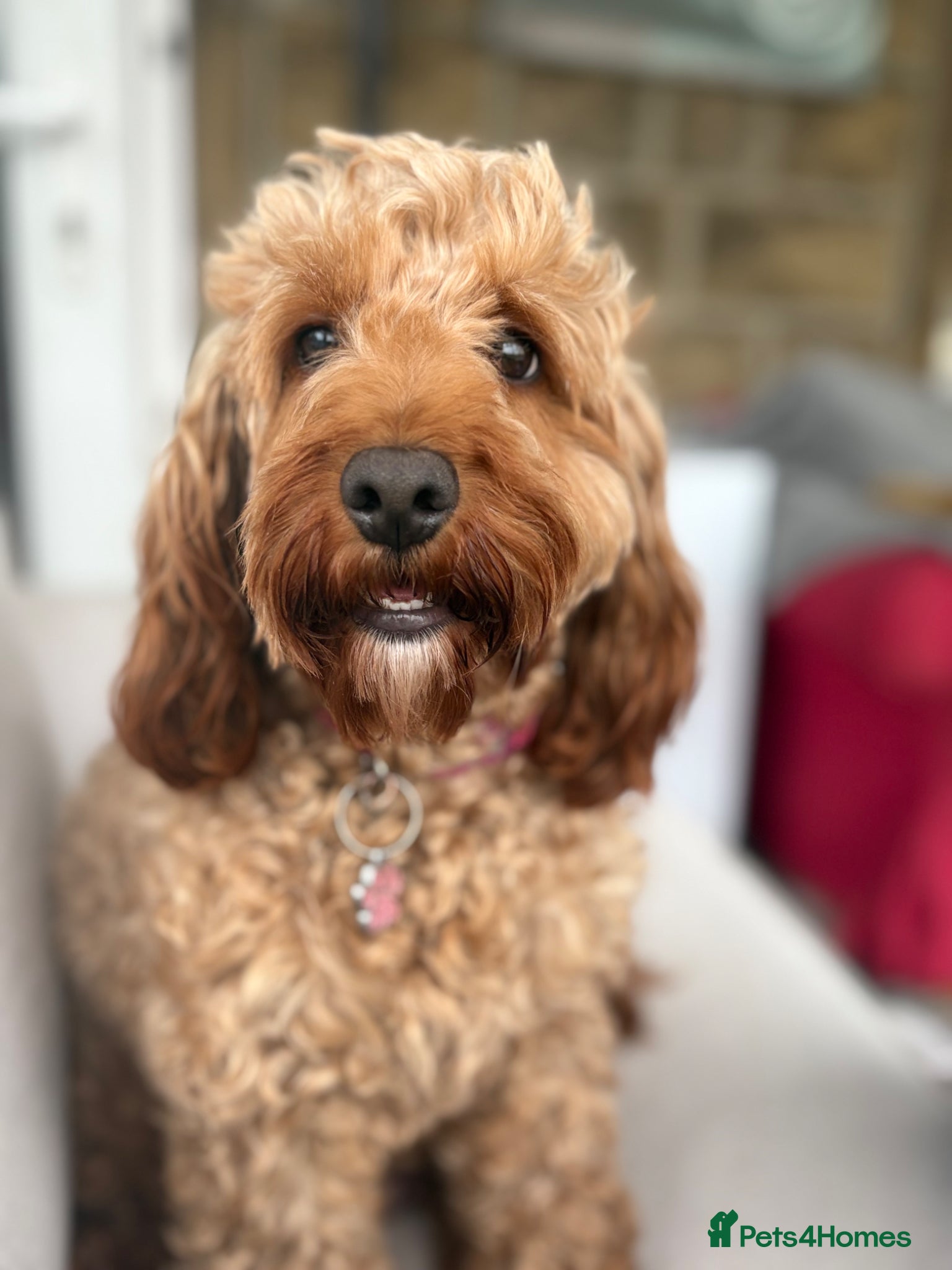 Cockapoo dogs Stunning Deep Red F1b Cockapoo Puppies - Advert 4