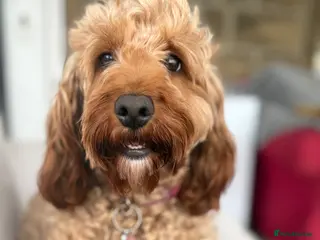Cockapoo dogs Stunning Deep Red F1b Cockapoo Puppies - Advert 2