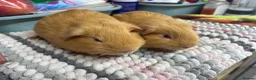 Guinea Pig rodents for sale: Saffron Boy Brothers - Advert 3