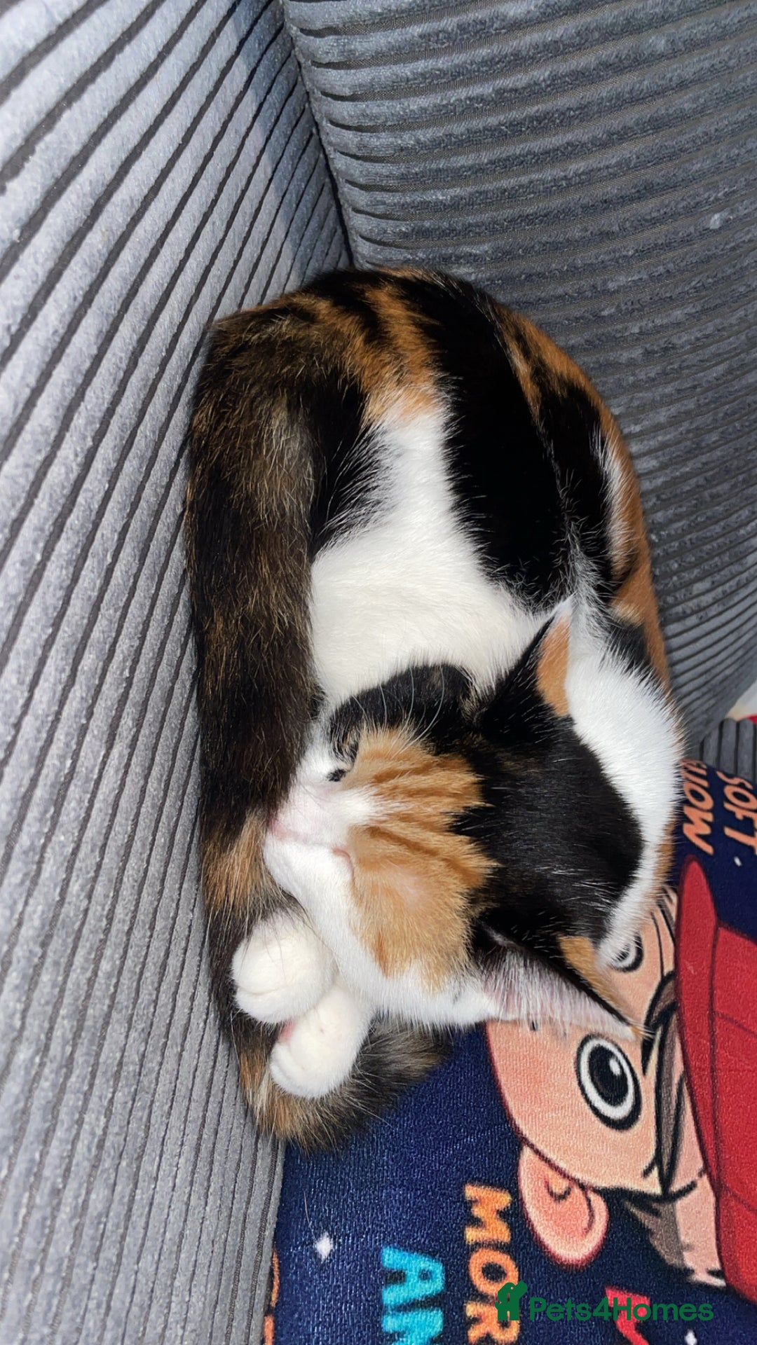 Domestic Shorthair cats for sale: female kitten - Advert 10