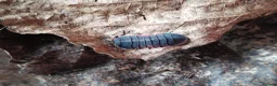 Isopods invertebrates for sale: Isopods Cubaris Ardentiella Sinodillo Spherillo  in Telford - Advert 15