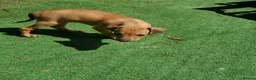 Italian Greyhound dogs for sale: Stunning kc Italian greyhounds  - Advert 9