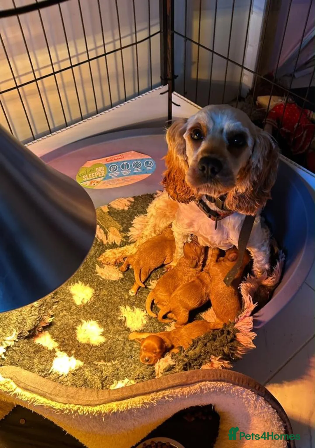 Cavalier King Charles Spaniel dogs for sale:  Cavalier King Charles Spaniel Puppy for sell in Kingston upon Thames - Advert 5