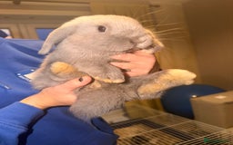 Mini Lop rabbits for sale: 2 Male mini lop bunnies - Image 2