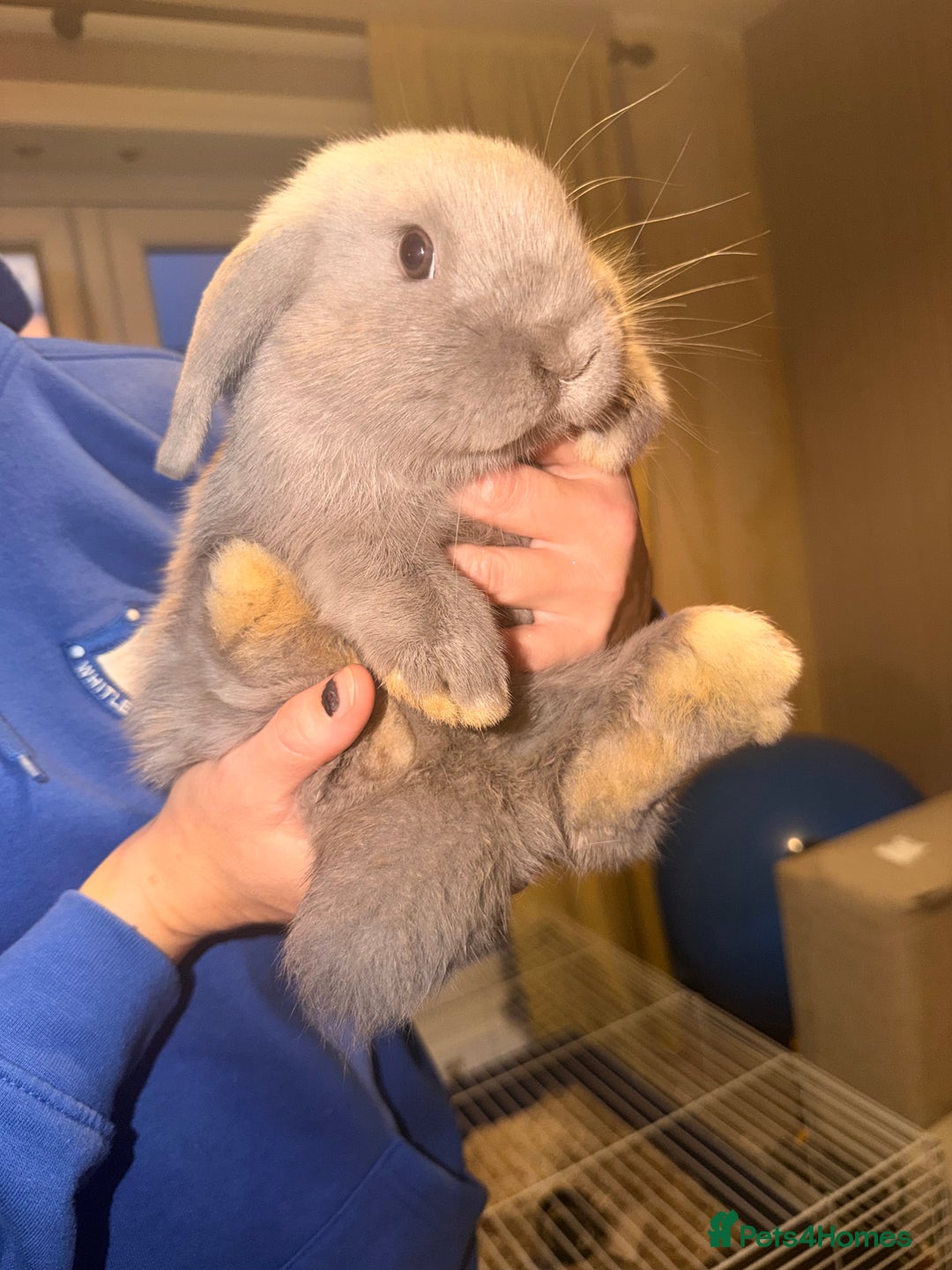 Mini Lop rabbits for sale: 2 Male mini lop bunnies - Image 2