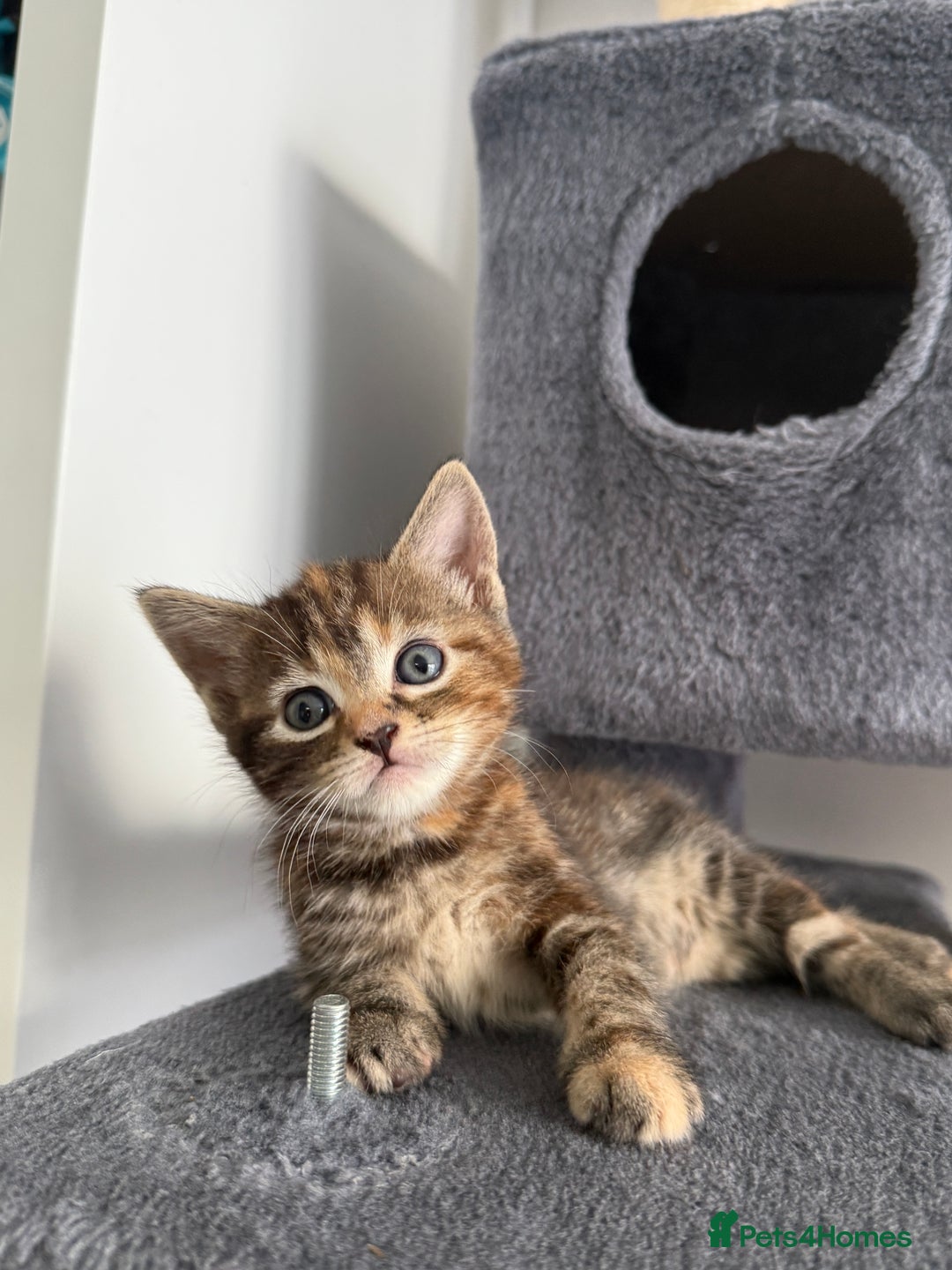 Turkish Angora cats for sale: 4 Beautiful Turkish Angora Mix Kittens - Image 16