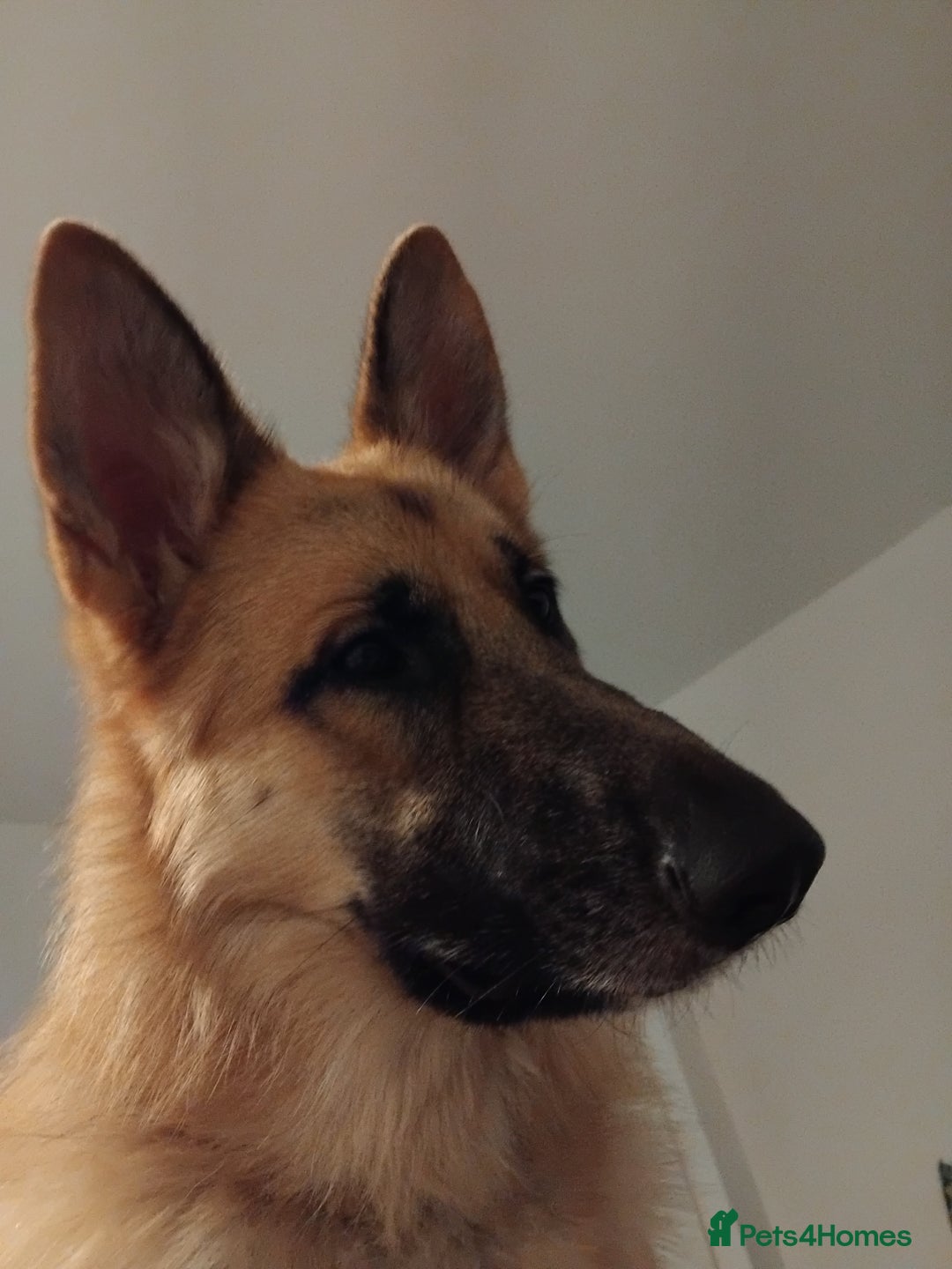 German Shepherd dogs for stud: Ragnar the German Shepherd stud - Advert 2