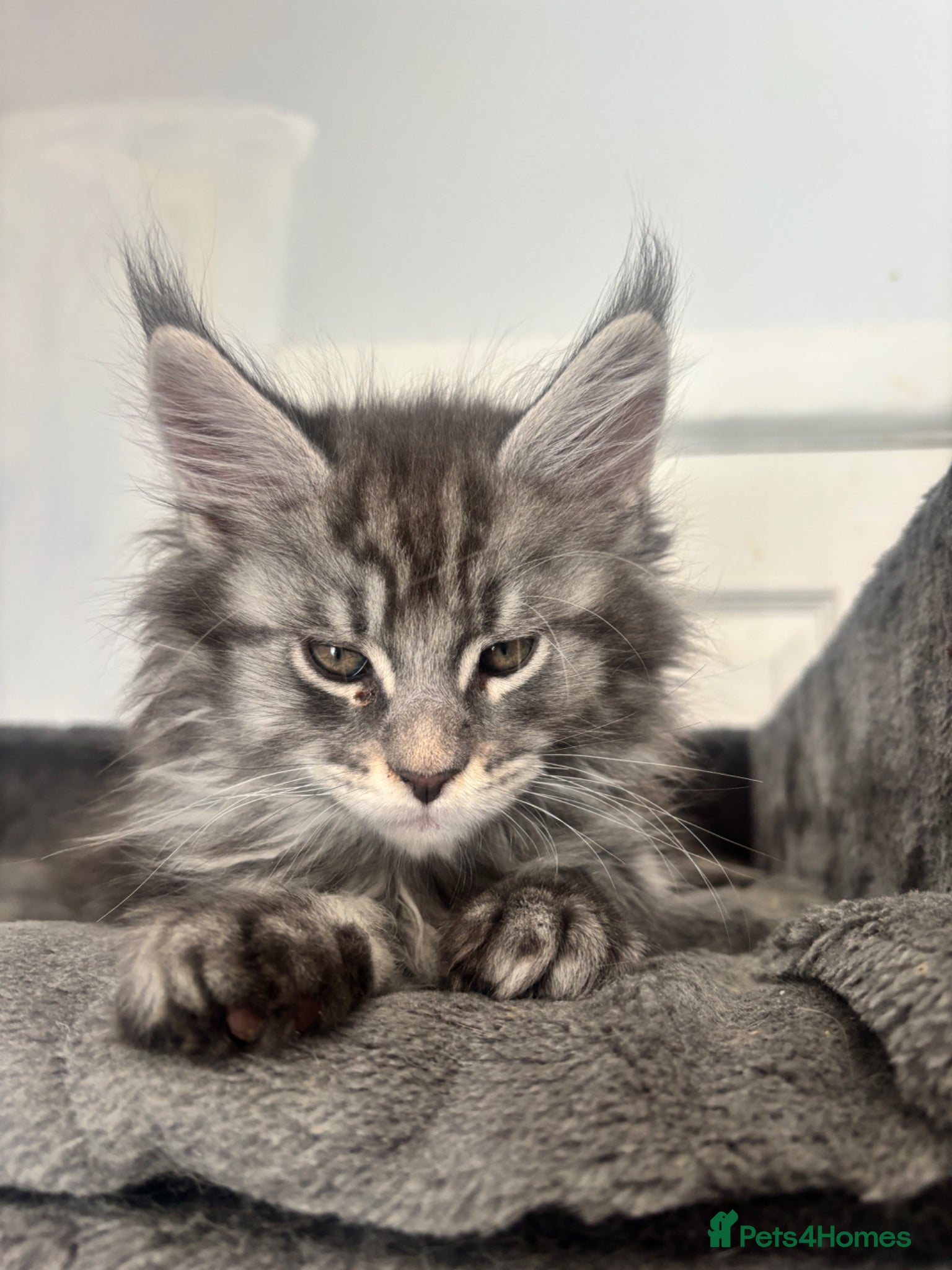 Maine Coon cats TICA Maine Coon Kittens Exceptional Bloodlines 🐾 - Advert 2