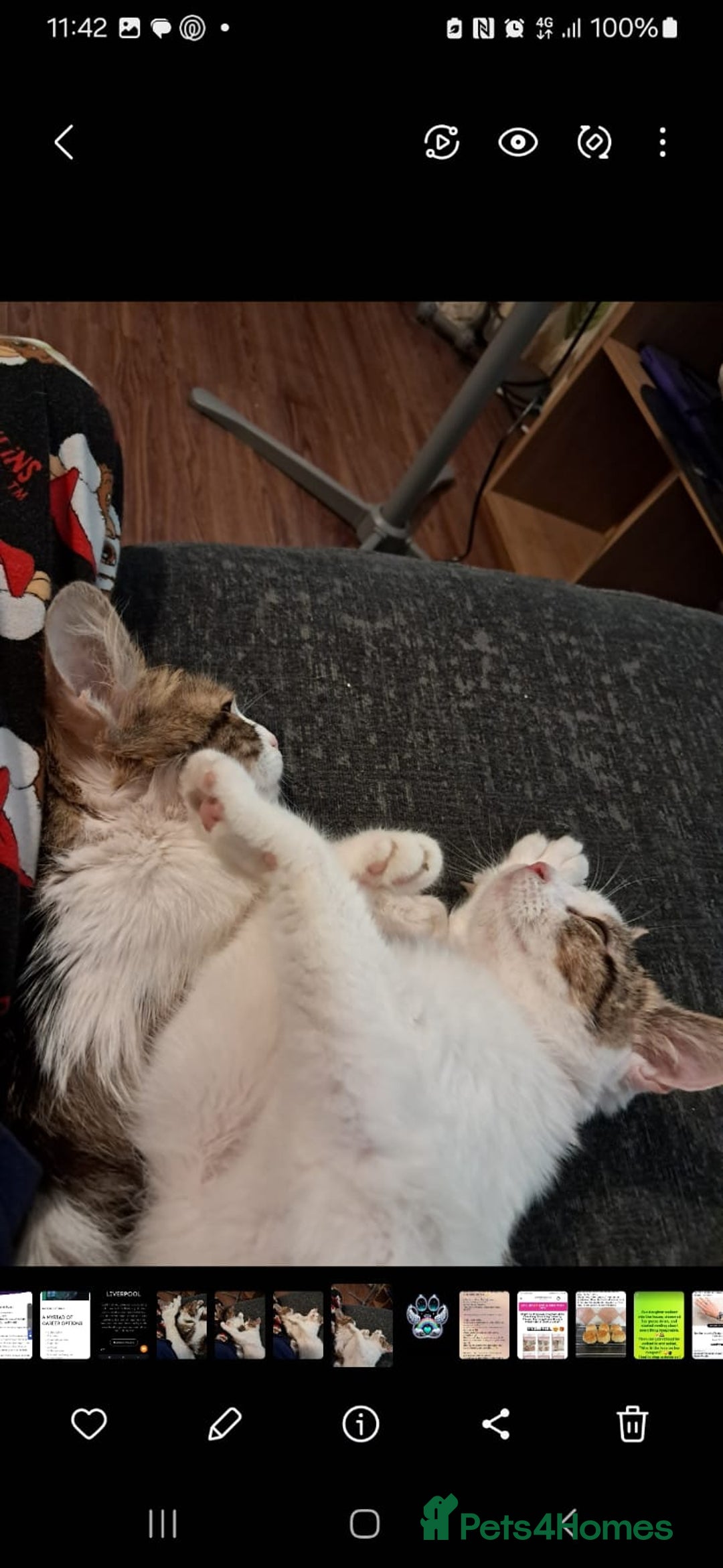 Siberian cats for sale: Cats for sale - Image 1