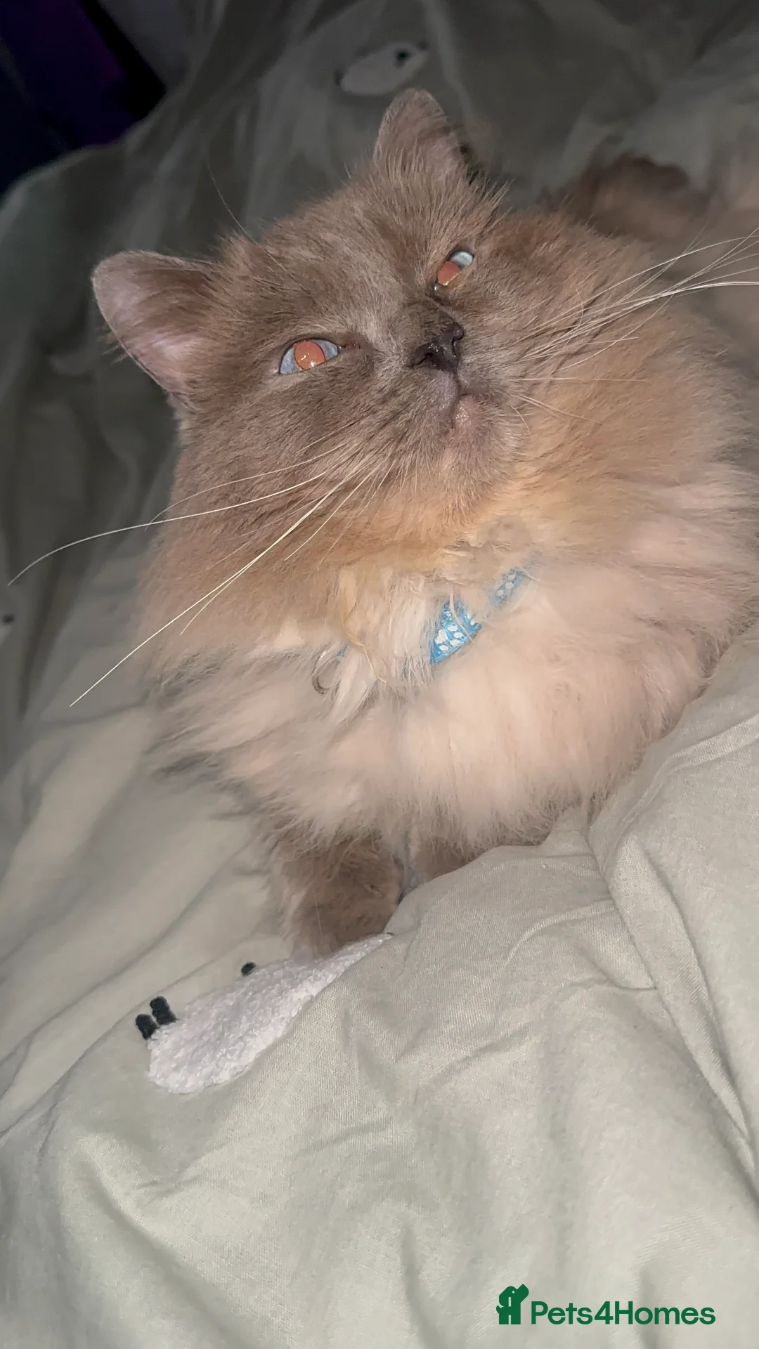 Ragdoll cats for sale: 2 ragdoll cats  - Advert 9