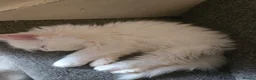 Persian cats for sale: White as snow boy looking for a new home  - Advert 11