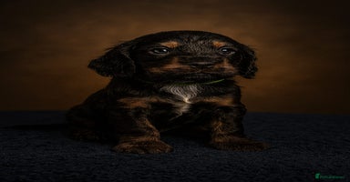 Cockapoo dogs in Brighouse - Advert 9