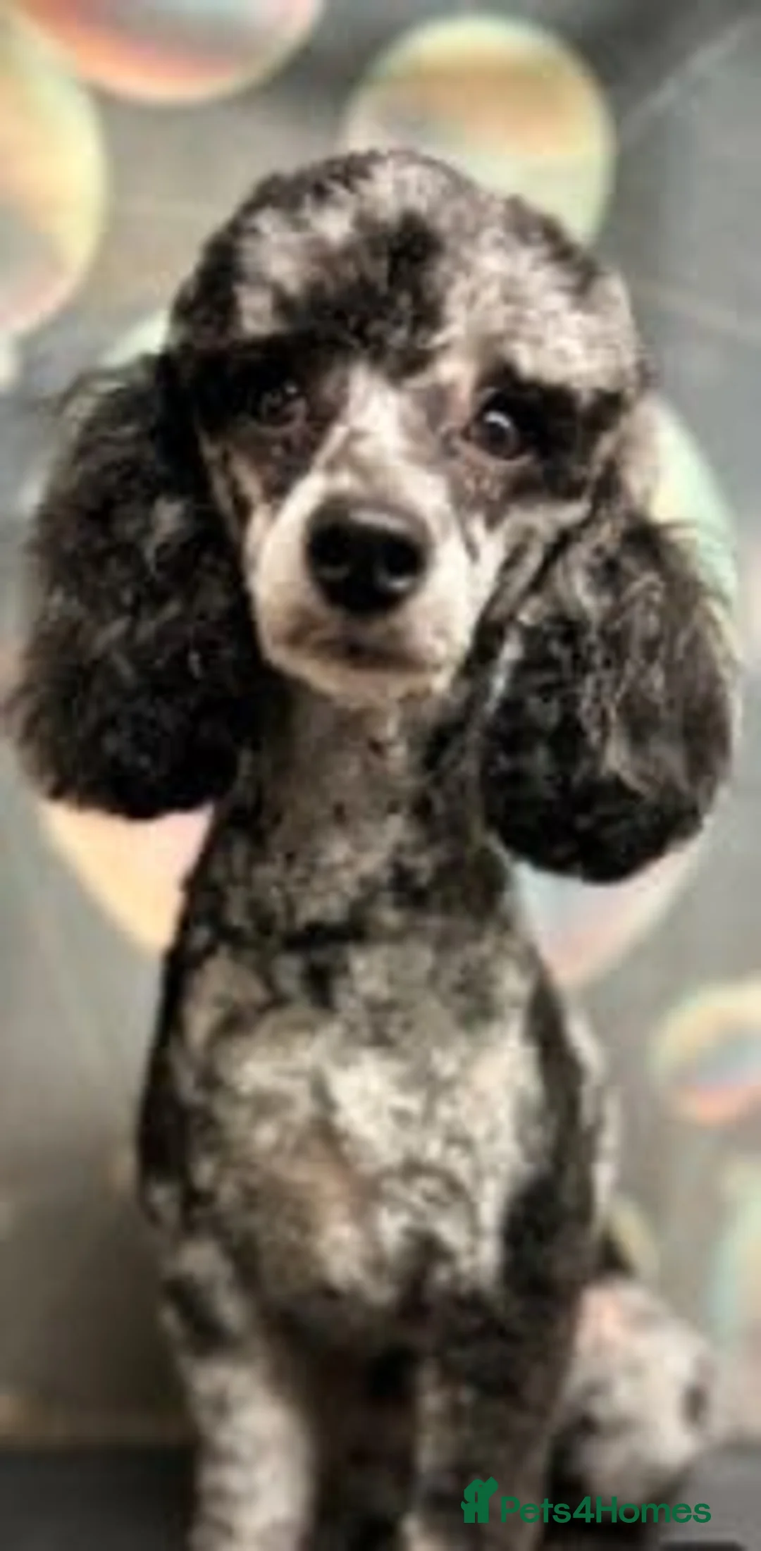 Miniature Poodle dogs for stud: beautiful blue merle miniature poodle in Swanley - Advert 2