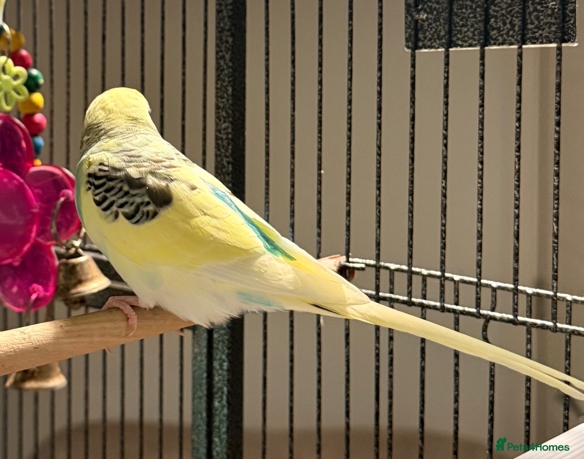 Budgerigars birds Beautiful Young Budgies 8–10wks Unique Colours  - Advert 2