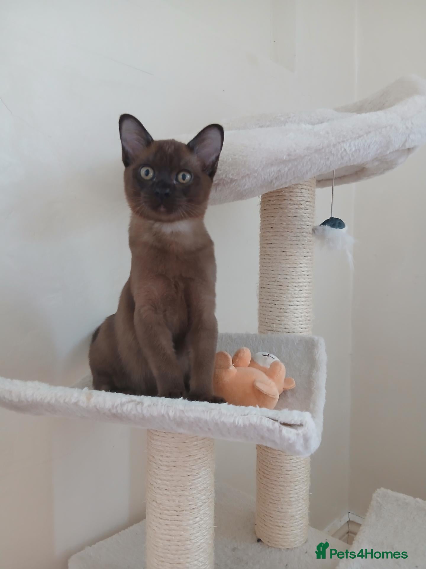 Burmese cats Stunning Brown Burmese Female. GCCF Reg.  - Advert 10