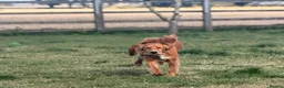 Cocker Spaniel dogs for adoption: Kairo the Gorgeous Goofy Golden Boy - Advert 9