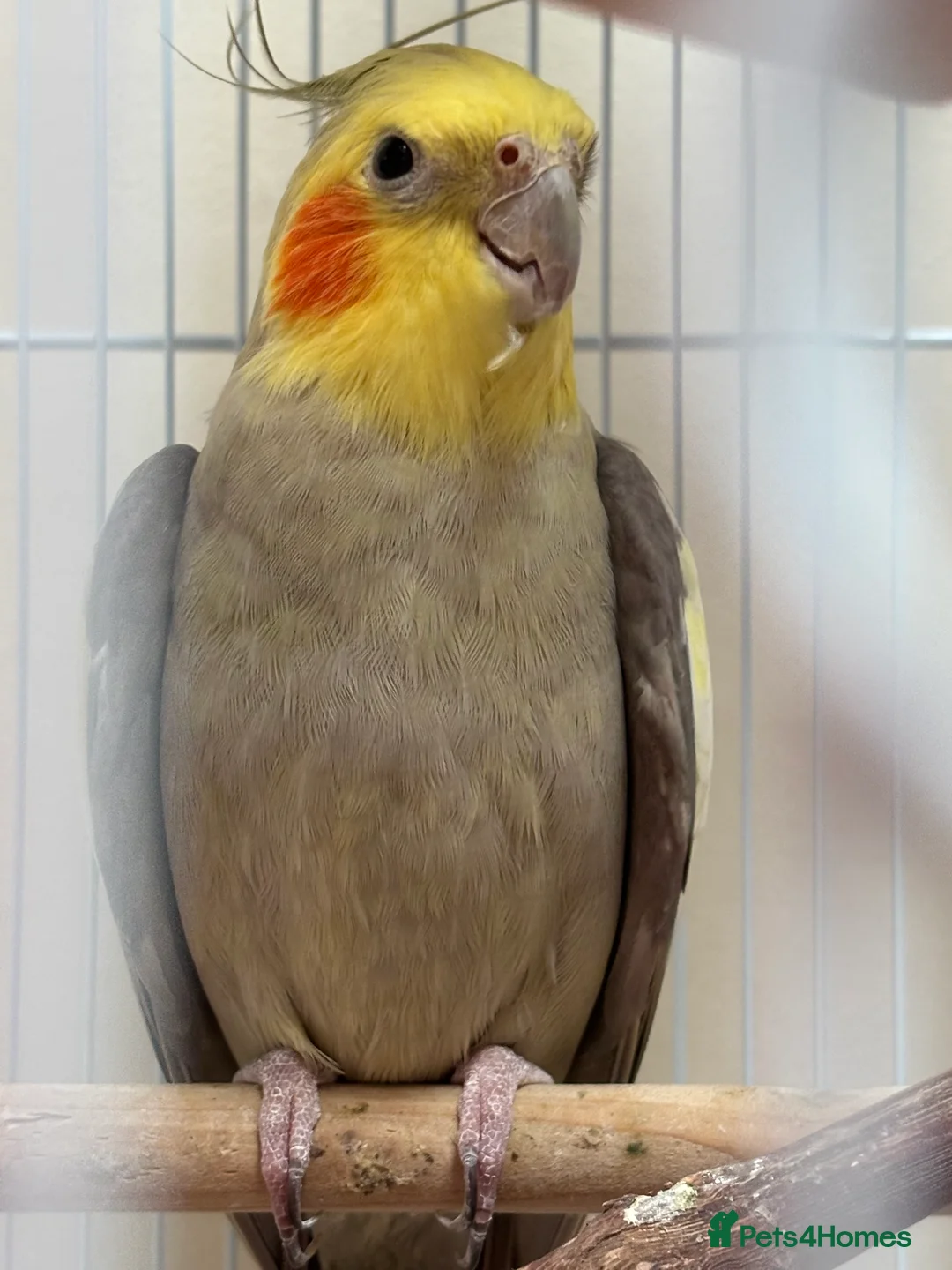 Cockatiels birds for sale: Birds for sale in Gateshead - Advert 2