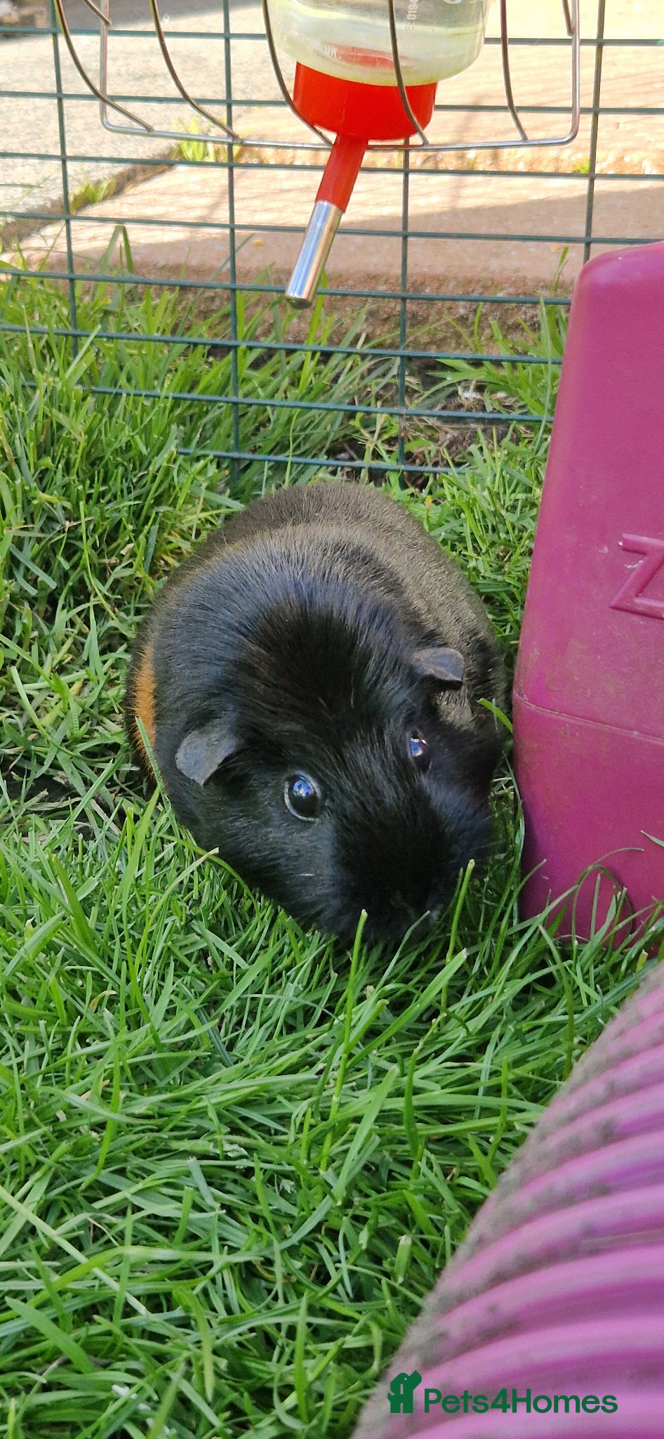 Guinea Pig rodents for sale: Smooth coat american for forever home - Advert 2