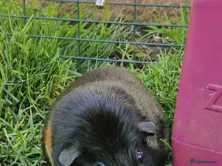 Guinea Pig rodents for sale: Smooth coat american for forever home - Advert 2