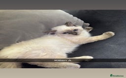 Ragdoll cats for sale: Bluepoint ragdolls  - Image 7