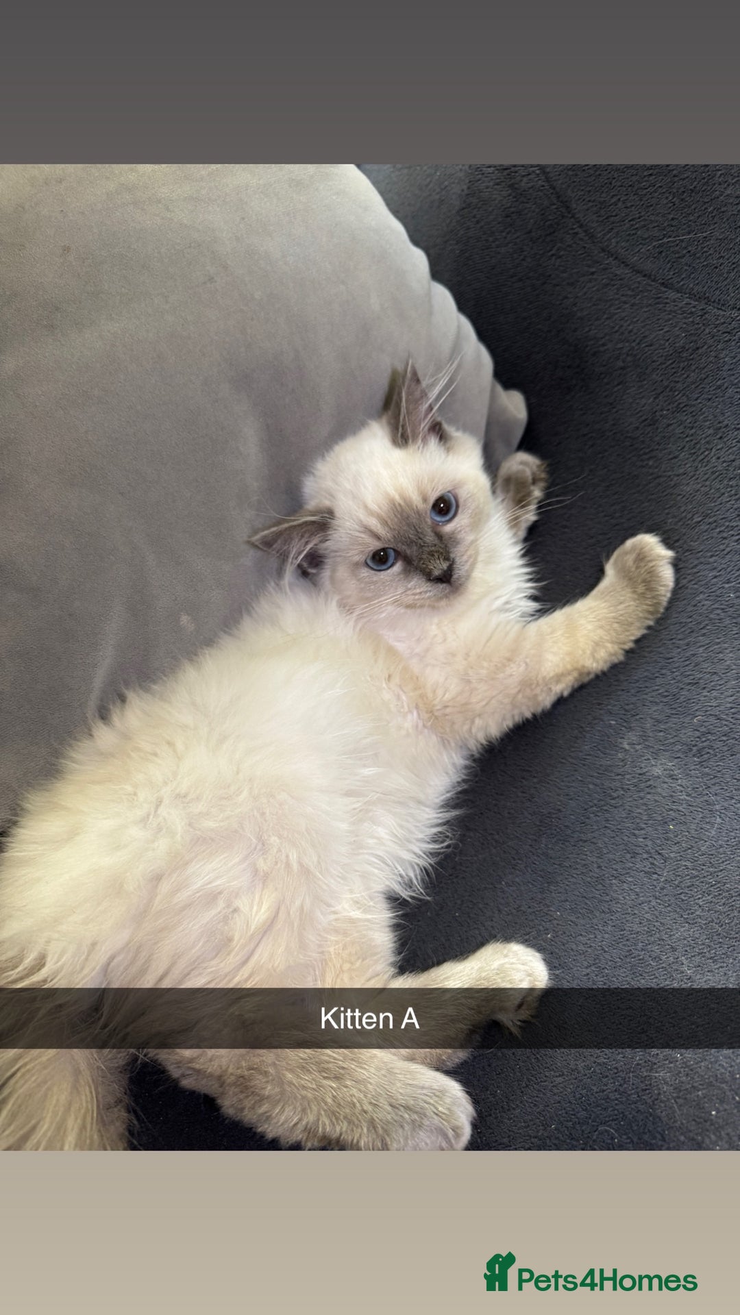 Ragdoll cats for sale: Bluepoint ragdolls  - Image 7