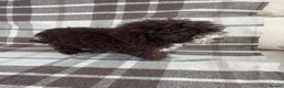 Labradoodle dogs for sale: Miniature labradoodle puppies - Advert 4