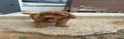 Cockapoo dogs for sale: Adorable F1BB Cockapoos - Advert 22