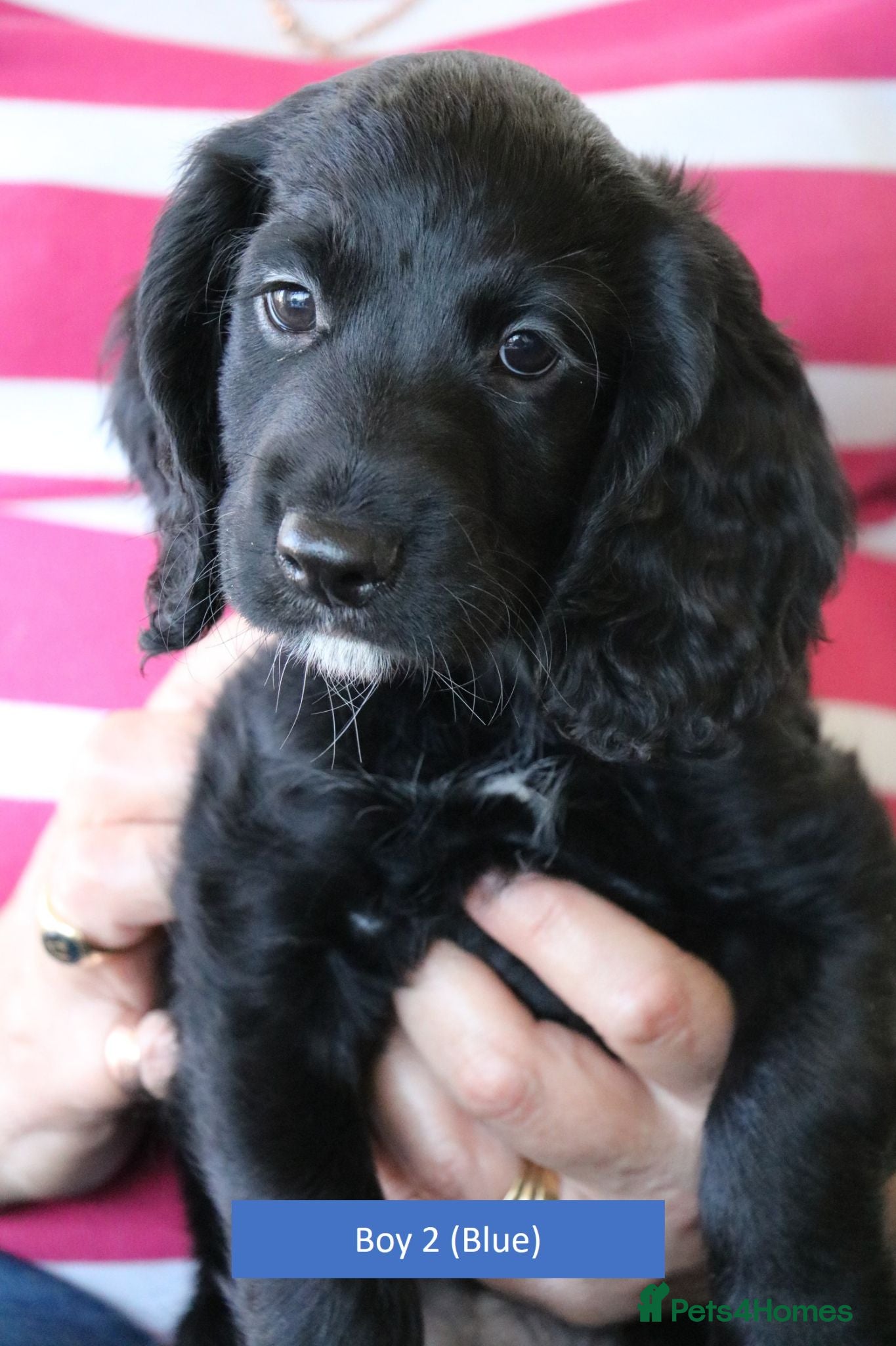 Cocker Spaniel dogs Health Tested Cocker Spaniel Puppies - Advert 8