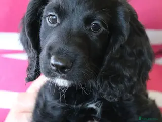 Cocker Spaniel dogs Health Tested Cocker Spaniel Puppies - Advert 8