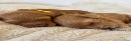Cockapoo dogs for sale: Cockapoo Puppies - Advert 25