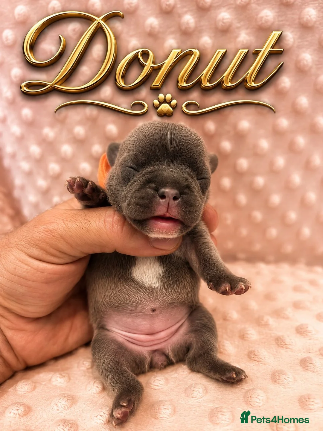 French Bulldog dogs for sale: Stunning Blue French Bulldog Puppies - Advert 26