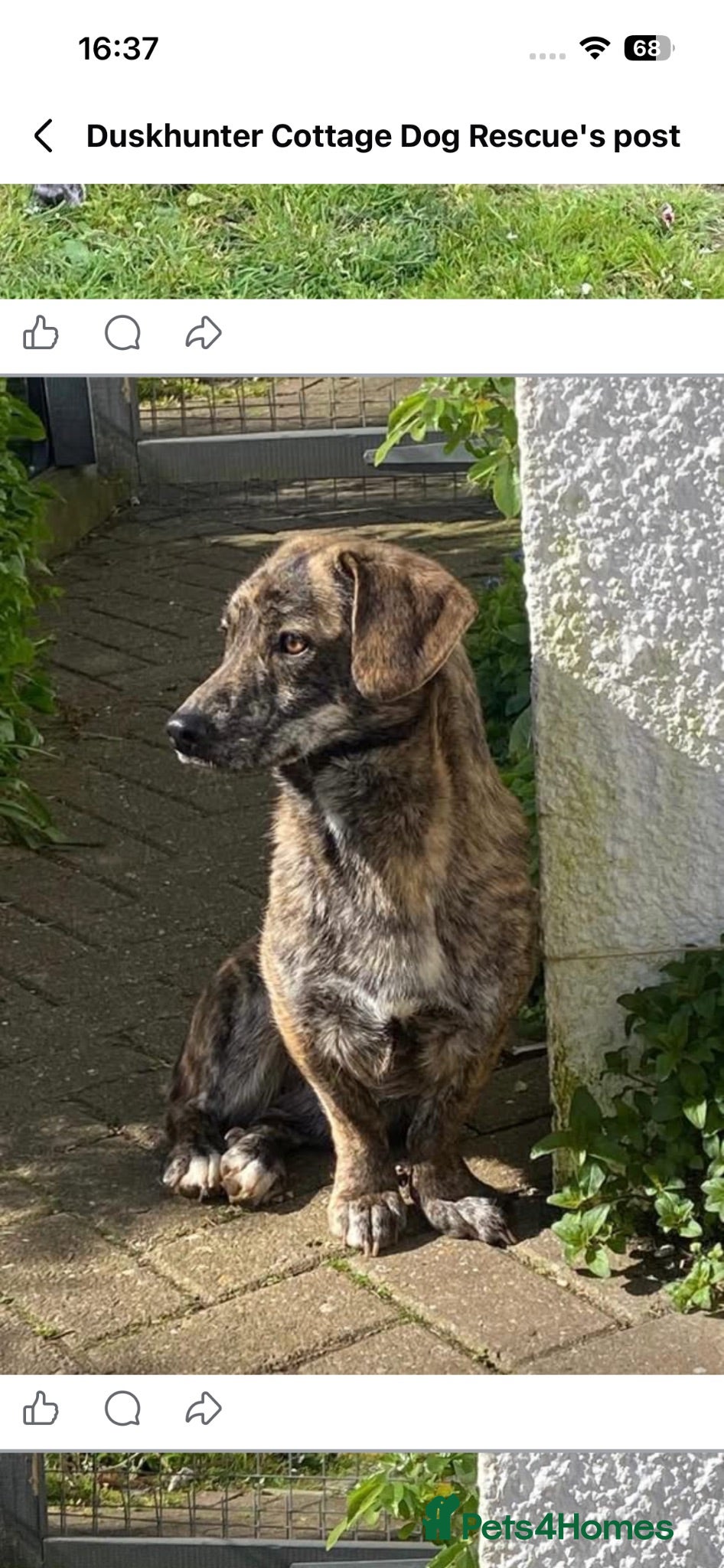 Mixed Breed dogs Little Indie is still waiting for a forever home - Advert 1