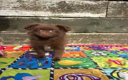 Pomeranian dogs for sale: Beautiful Pomeranian puppy’s 2 girls 1 boy.  - Image 8