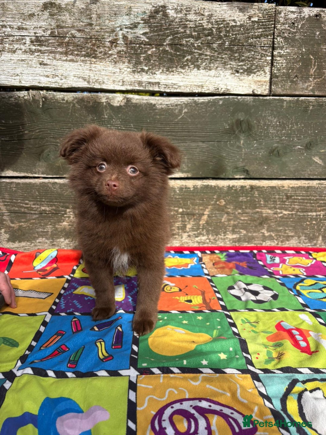 Pomeranian dogs for sale: Beautiful Pomeranian puppy’s 2 girls 1 boy.  - Image 8