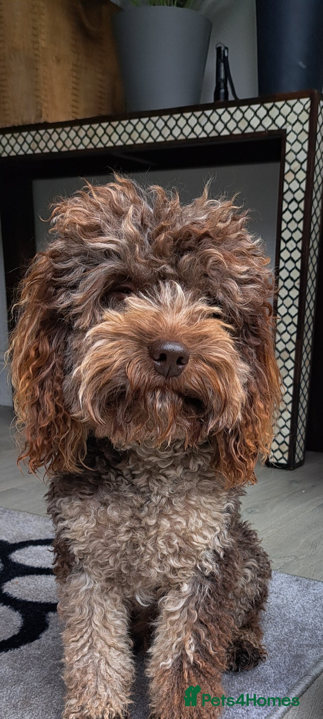 Cockapoo dogs for stud: cockapoo for stud merle DNA health tested, proven  in Bristol - Image 4