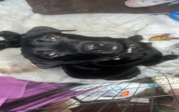 Mixed Breed dogs for sale: 9 BEAUTIFUL CHUNKY LABRADOR/COCKAPOO  - Image 2