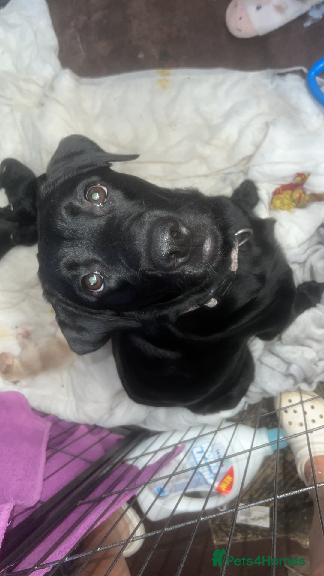 Mixed Breed dogs for sale: 9 BEAUTIFUL CHUNKY LABRADOR/COCKAPOO  - Image 2