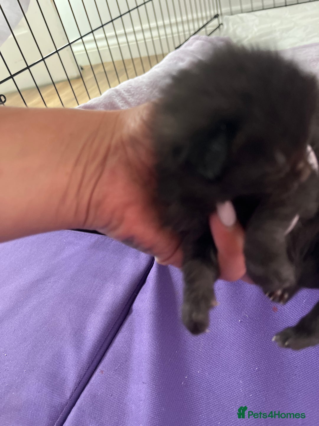 British Shorthair cats for sale: Lovely kittens - Image 13