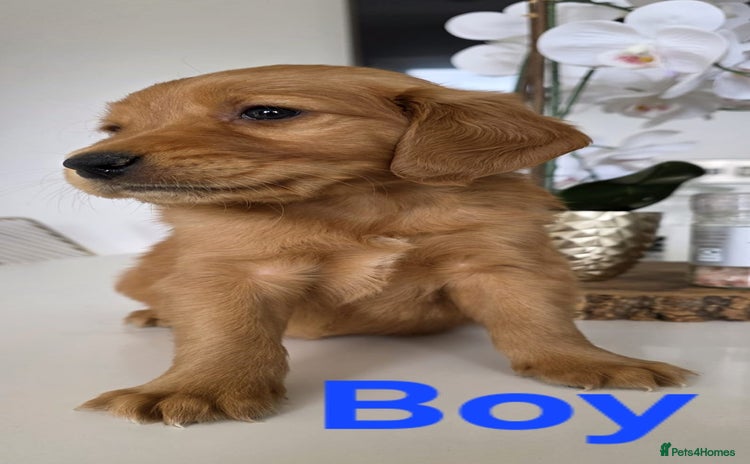 Golden Retriever dogs - Advert 1