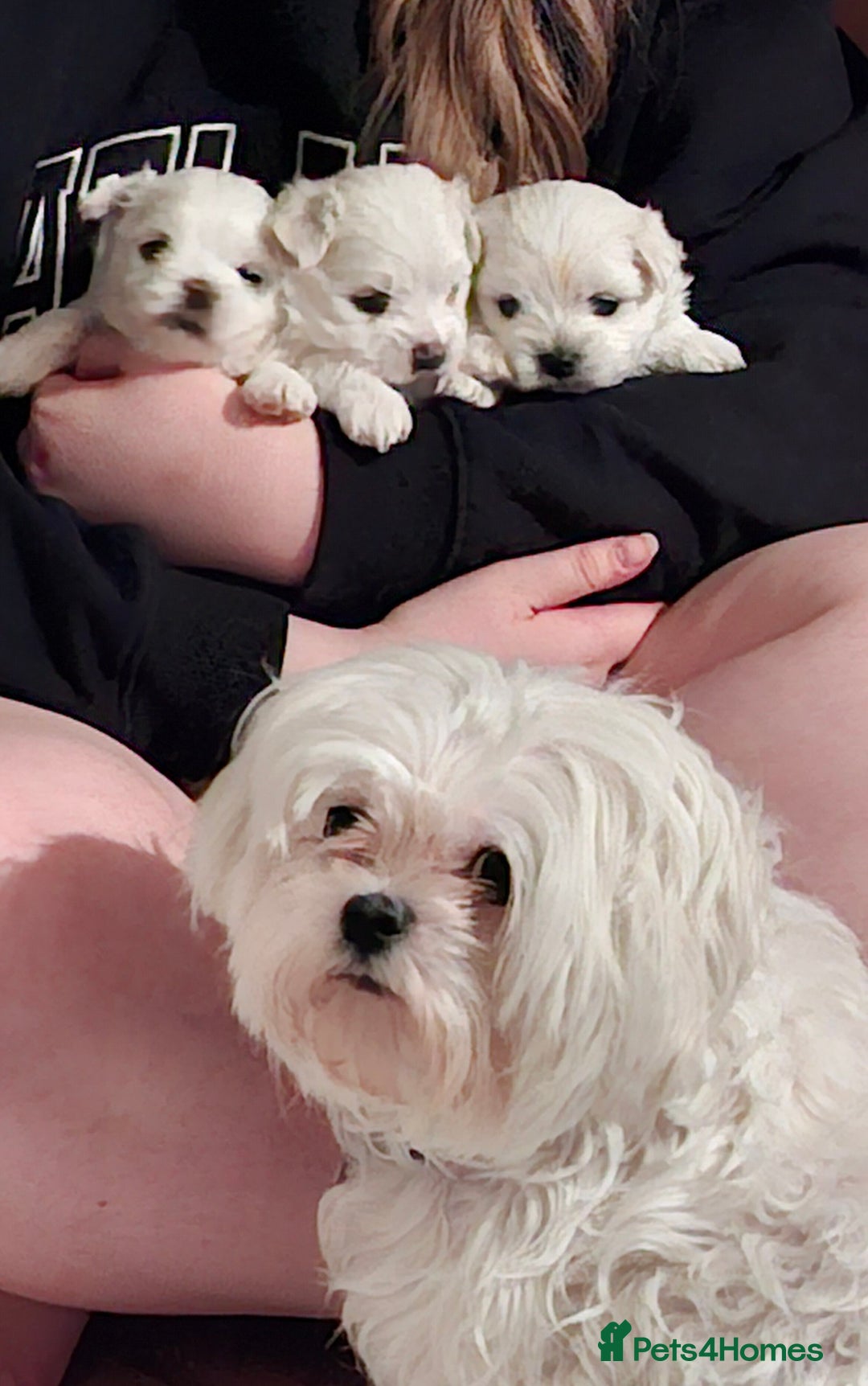Maltese dogs for sale: Maltese puppies available mid January 2026 - Advert 9