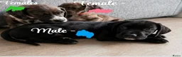 Mixed Breed dogs for sale: Cane Corso-Springer spaniel mix - Advert 5