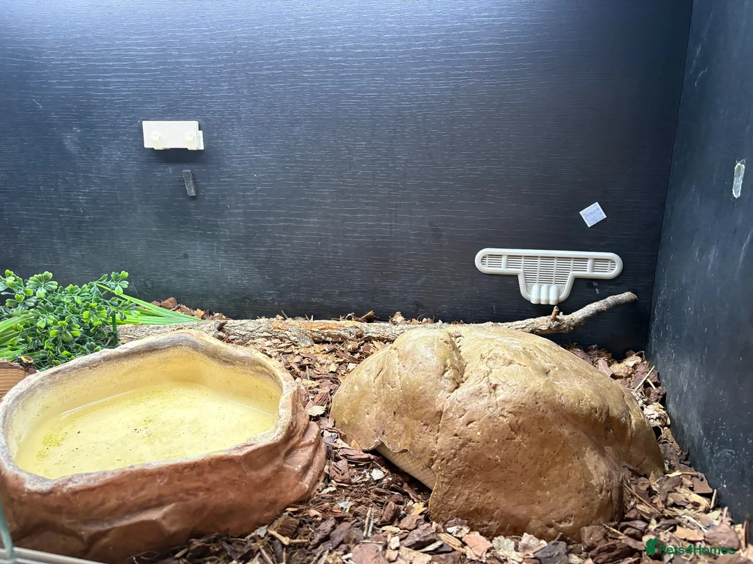 Python Snake reptiles for sale: Male Champagne Enchi Royal/Ball Python - Advert 10