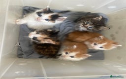 Mixed Breed cats for sale: Kittens ❤️ - Image 1