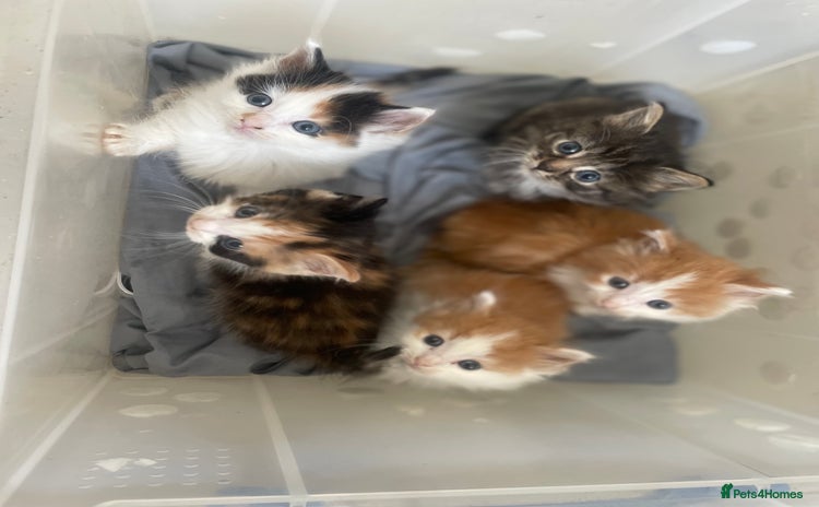 Mixed Breed cats - Advert 11