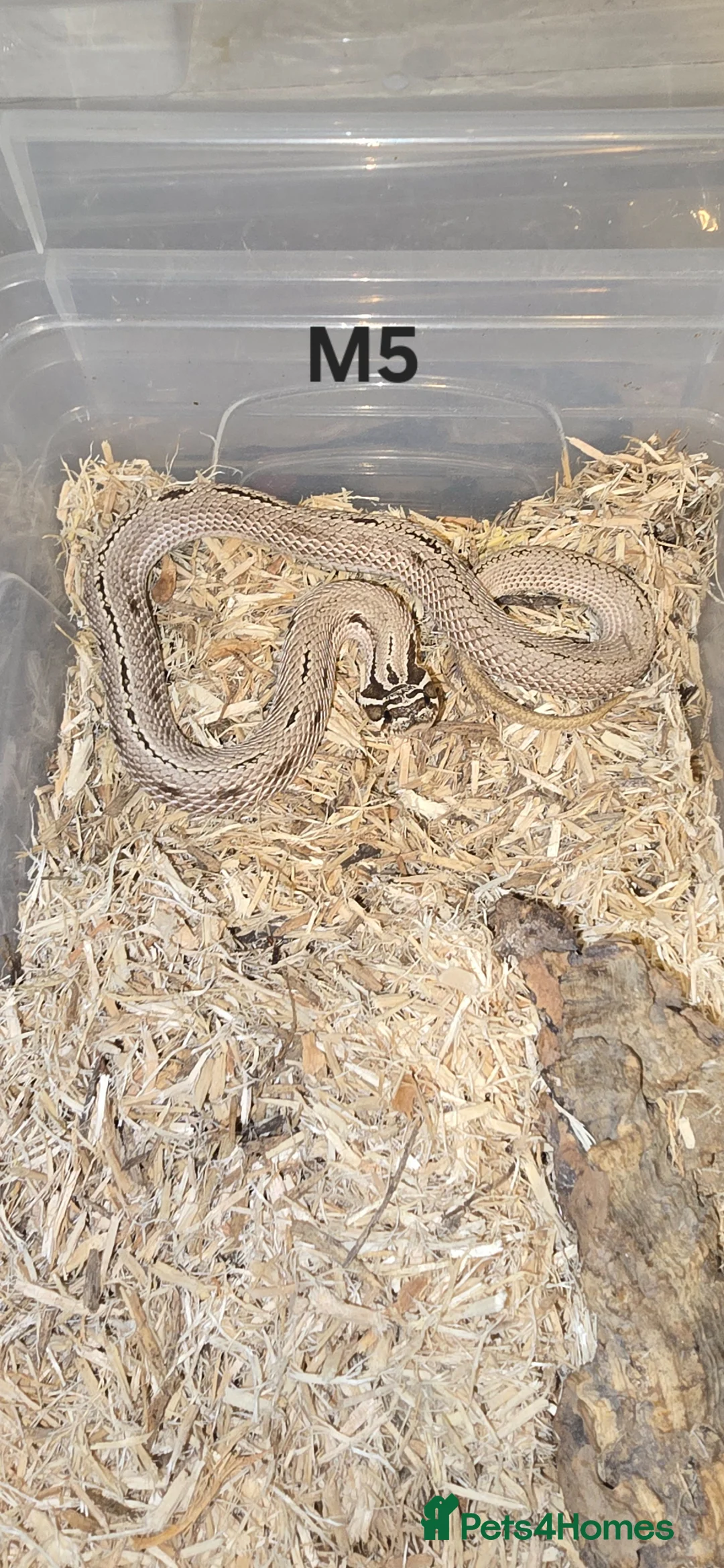 Snake reptiles for sale: Western hognose snakes in Spalding - Advert 1