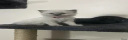 Ragdoll cats for sale: 🐾 TICA registered Ragdoll Kittens 🐾 in Dewsbury - Advert 5