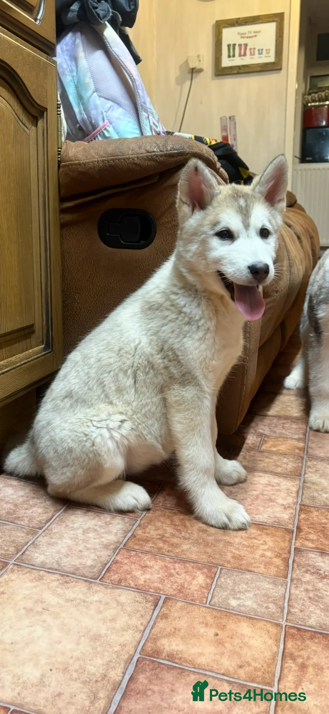 Alaskan Malamute dogs for sale: K.C registered Quality Alaskan Malamute puppies - Advert 29