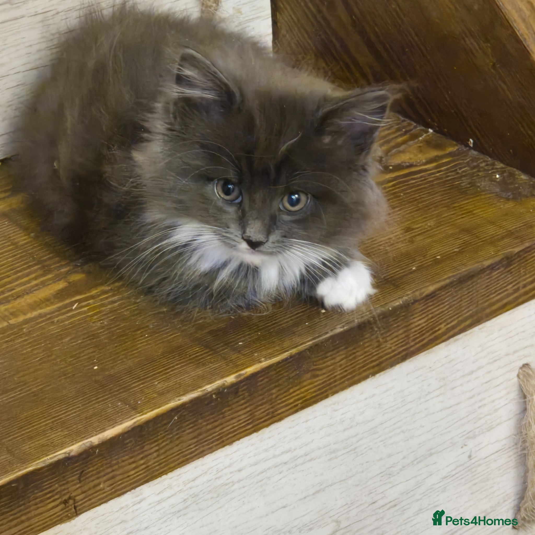 Maine Coon cats Maine coon  xxx - Advert 16