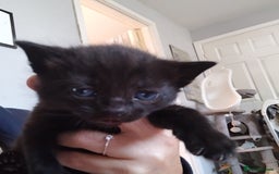 Domestic Shorthair cats for sale: Kittens black or white - Image 2