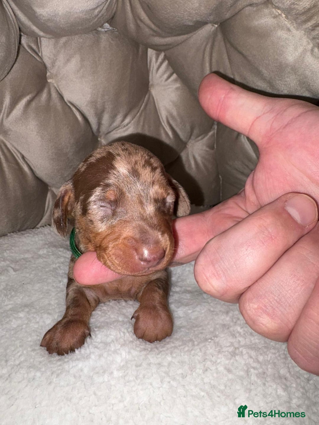 Dachshund dogs for sale: 6 mini dachshunds looking for there forever home  - Advert 15